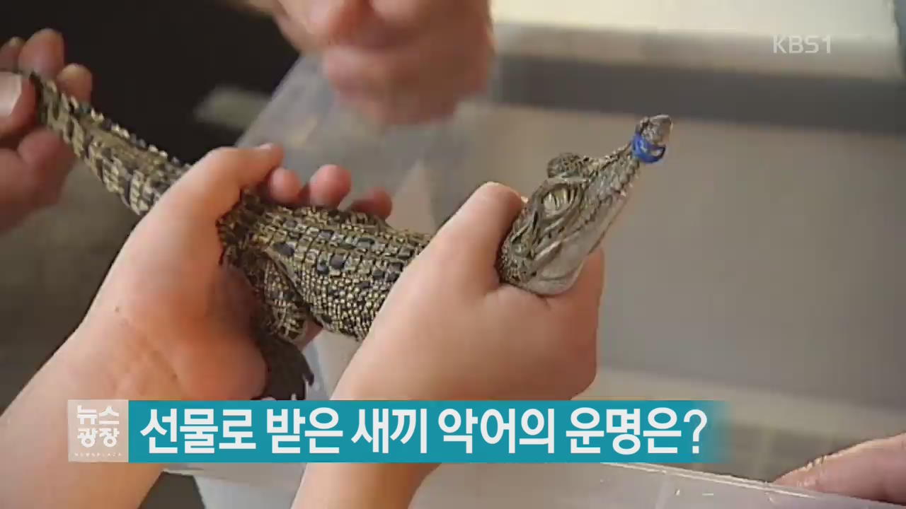 [지금 세계는] 선물로 받은 새끼 악어의 운명은?