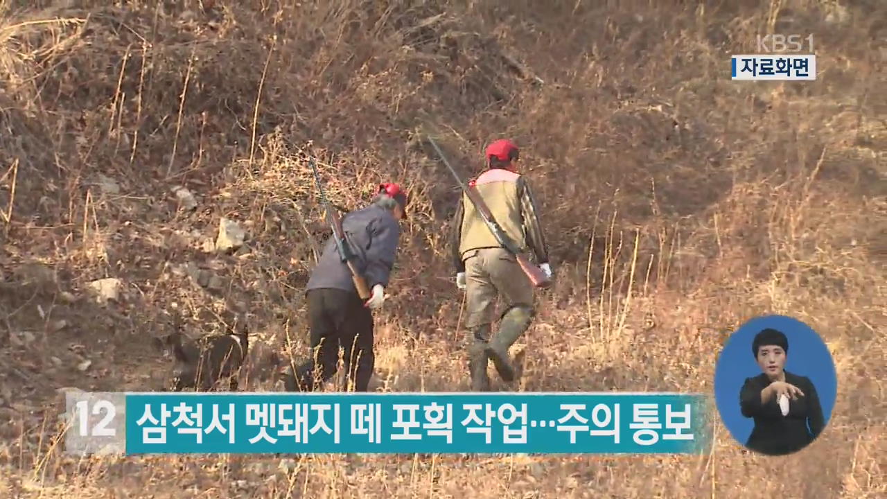 삼척서 멧돼지 떼 포획 작업…주의 통보