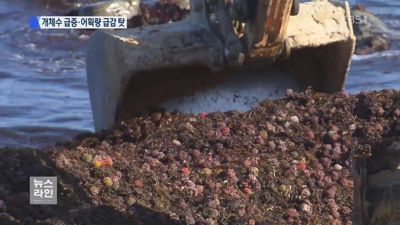 백사장 뒤덮은 도루묵알…왜?