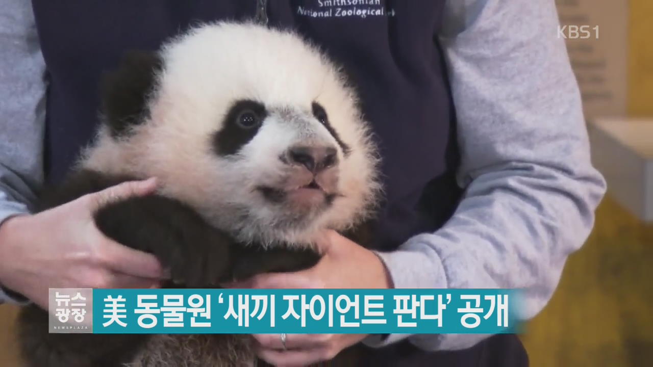 [지금 세계는] 美 동물원 ‘새끼 자이언트 판다’ 공개