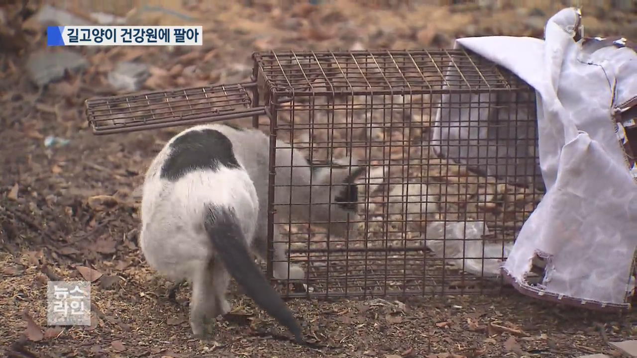 길고양이 잡아 건강원에 팔아…1마리 만 5천 원