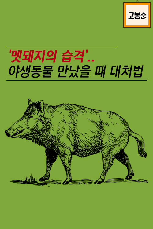 [고봉순] ‘멧돼지의 습격’…야생동물 만났을 때 대처법
