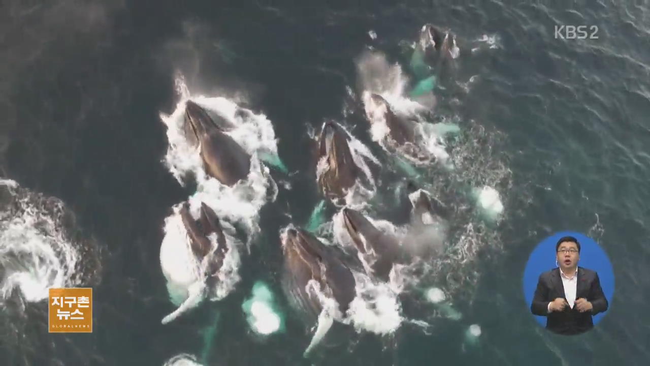 [지구촌 생생영상] 혹등고래 무리의 단체 사냥 장관