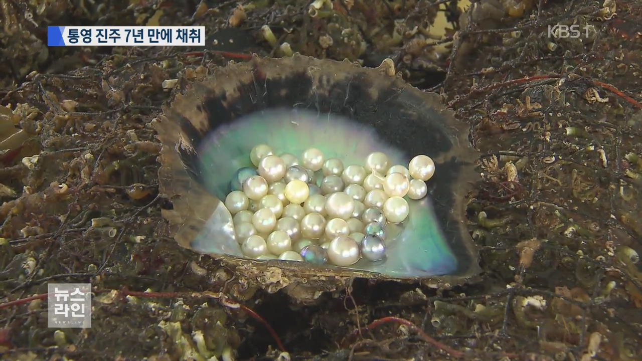 ‘바다 보석’ 통영진주…7년 만에 양식 성공