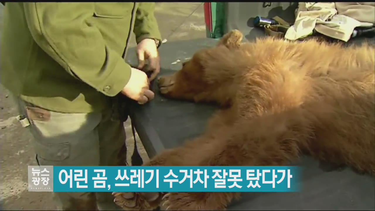 [지금 세계는] 어린 곰, 쓰레기 수거차 잘못 탔다가