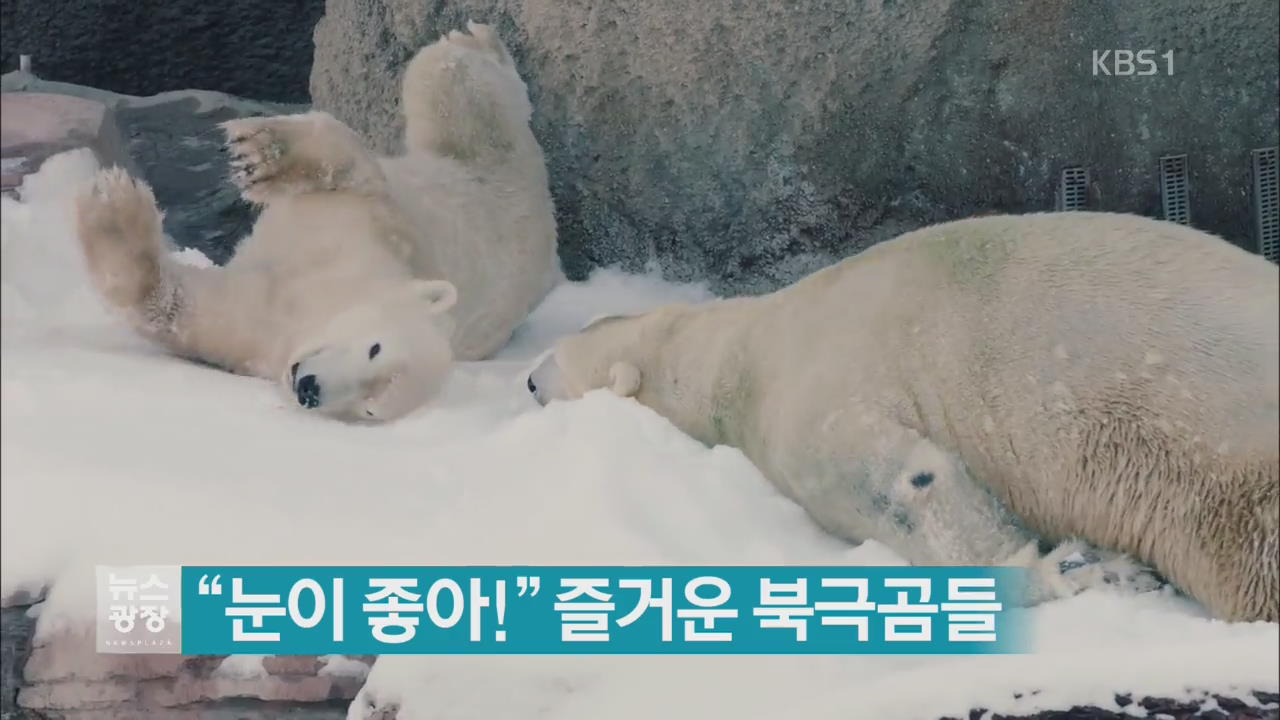 [지금 세계는] “눈이 좋아!” 즐거운 북극곰들