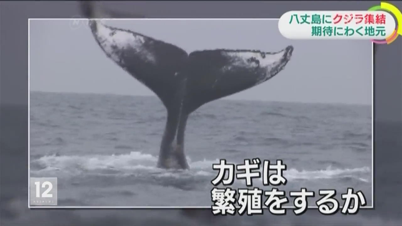 日 도쿄 하치조 섬…고래 관광 메카로