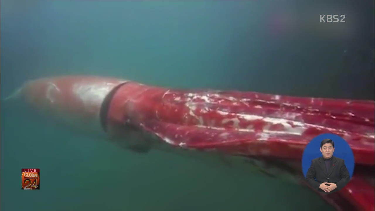 [글로벌24 브리핑] 길이 4m 대왕 오징어 발견