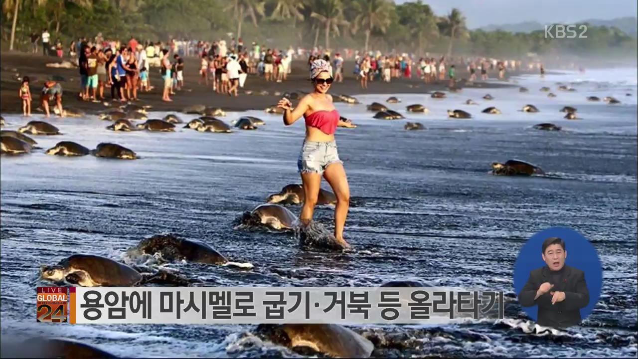 [글로벌24 브리핑] 거북 등 타기 등…2015 민폐 관광객들