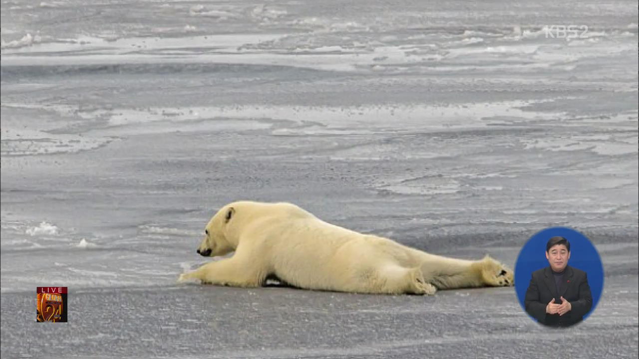 [글로벌24 브리핑] 얇은 얼음에 북극곰 ‘엉거주춤’