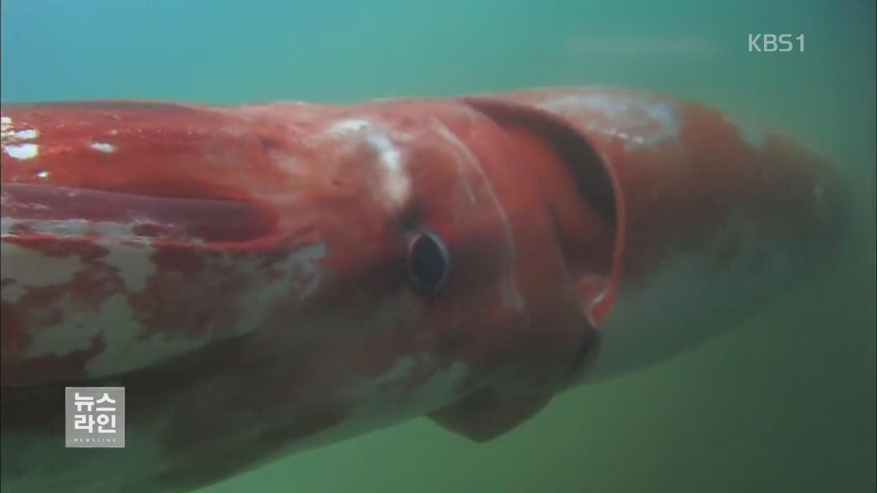 [글로벌 브리핑] 깊은 바다에 사는 ‘대왕오징어’ 근해서 포착