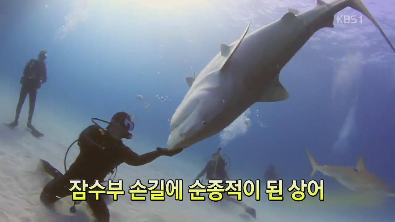 [세상의 창] 잠수부 손길에 순종적이 된 상어