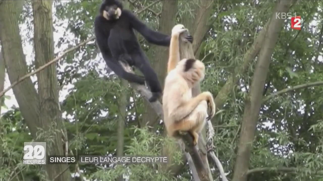 프랑스, 긴팔원숭이 소리로 의사소통