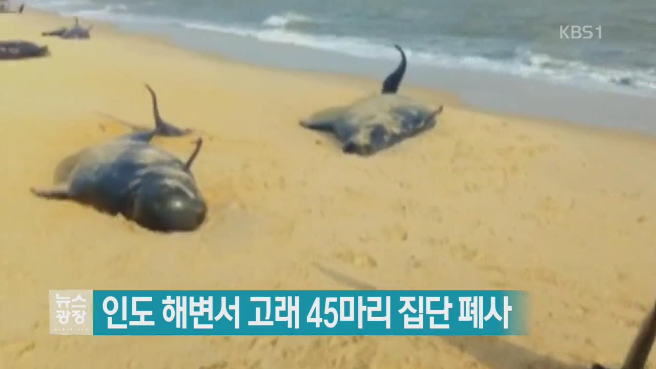 [지금 세계는] 인도 해변서 고래 45마리 집단 폐사