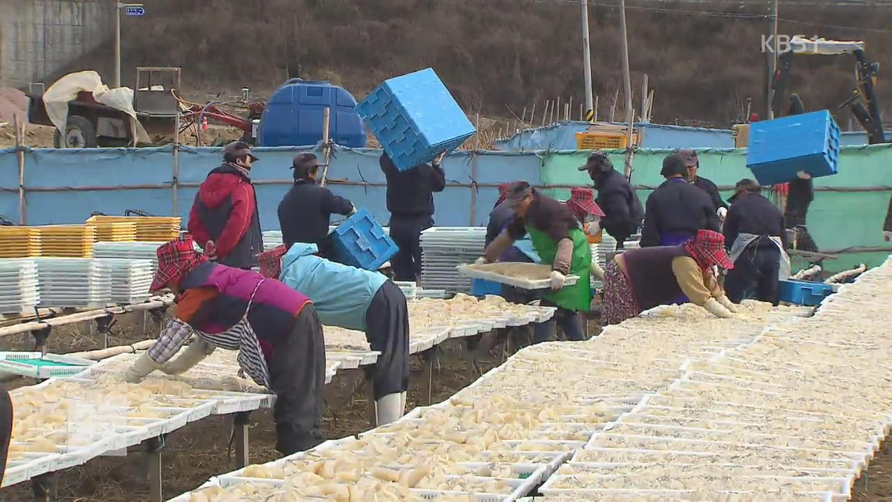 반갑다 한파야!…명품 ‘한천’ 만들기 한창