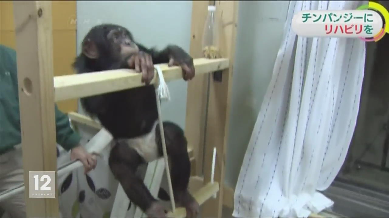 일본, ‘힘내라 밀키’…장애 침팬지 재활 도전기