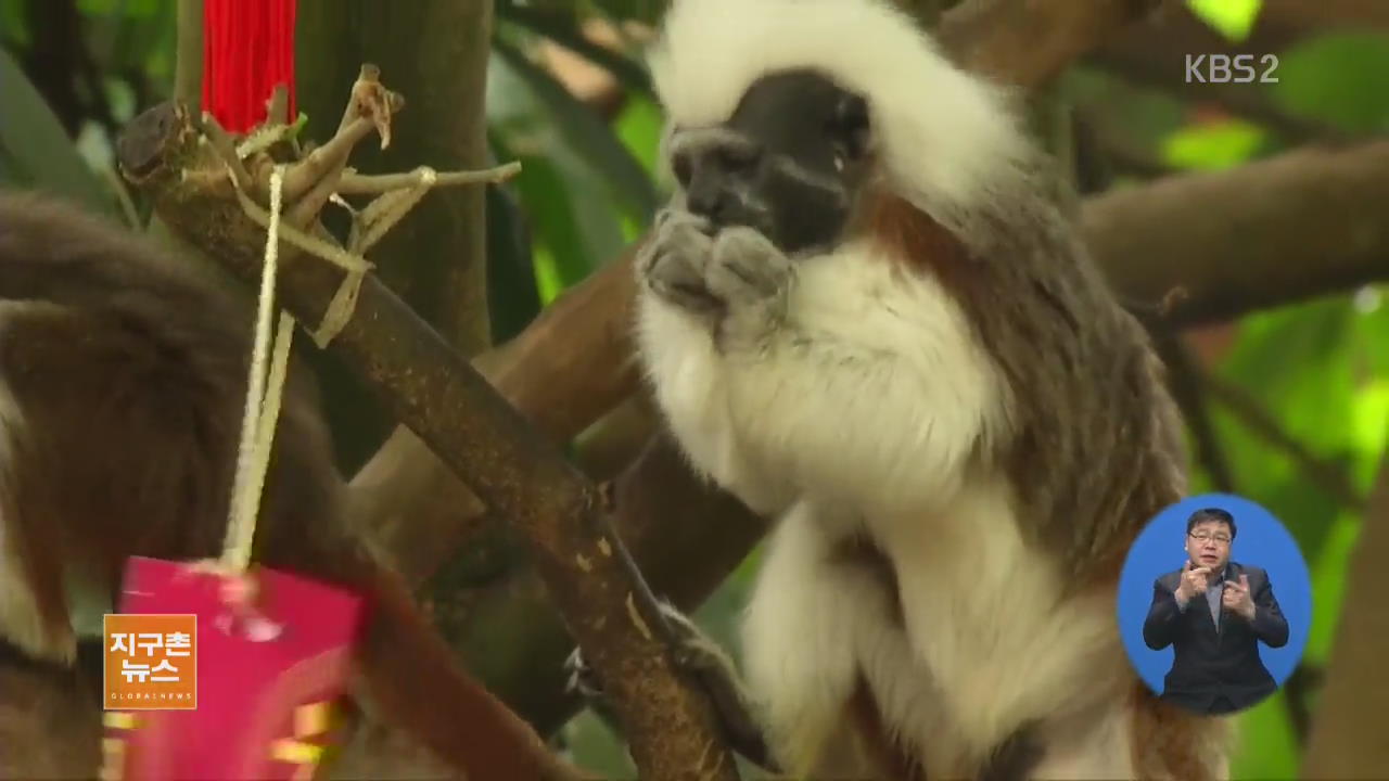 [지구촌 생생영상] 싱가포르 동물원, 음력설 별식 먹는 원숭이들