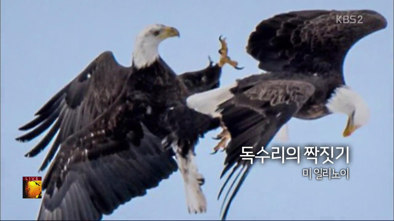 [글로벌24 한 컷] 독수리의 짝짓기