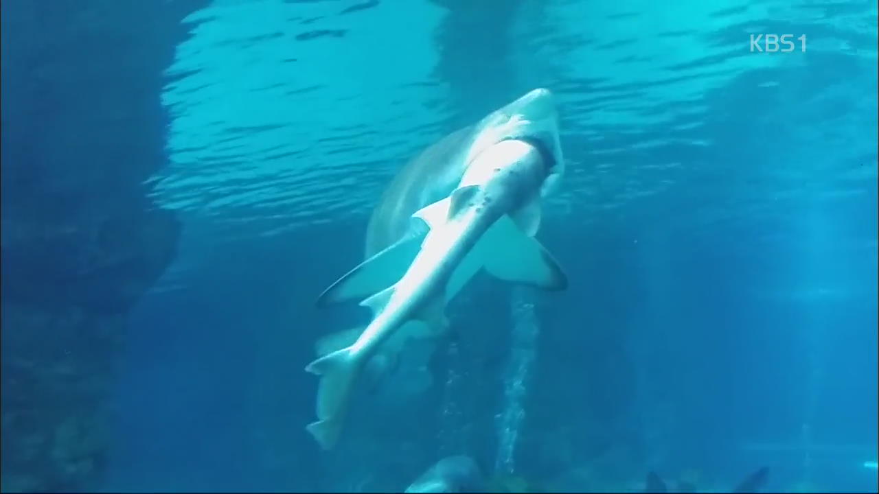[핫 클릭] 수족관에서 생긴 일…상어가 다른 상어 ‘꿀꺽’ 외