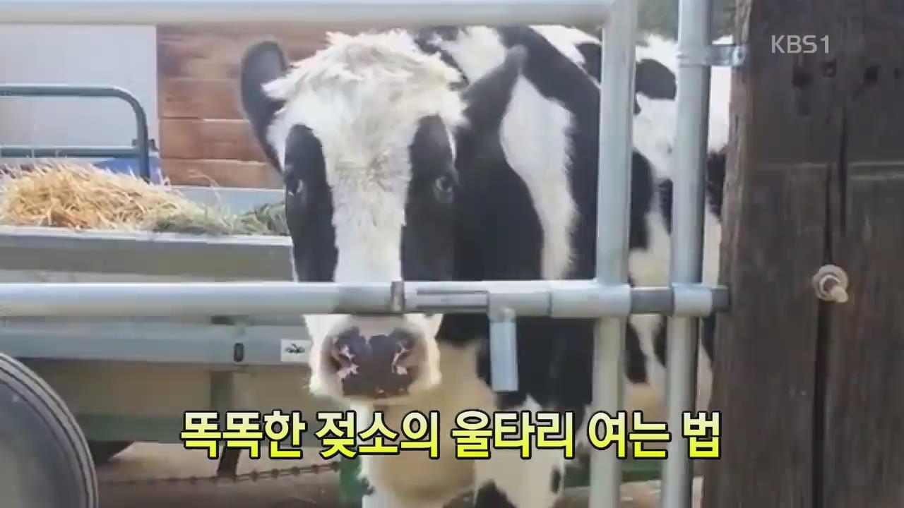 [세상의 창] 똑똑한 젖소의 울타리 여는 법