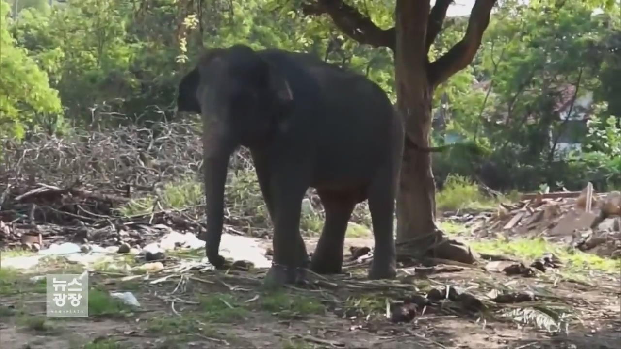 [지금 세계는] 태국서 관광객 코끼리에 밟혀 사망