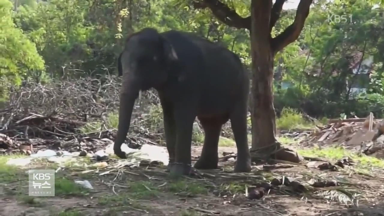 태국서 관광객 코끼리에 밟혀 사망