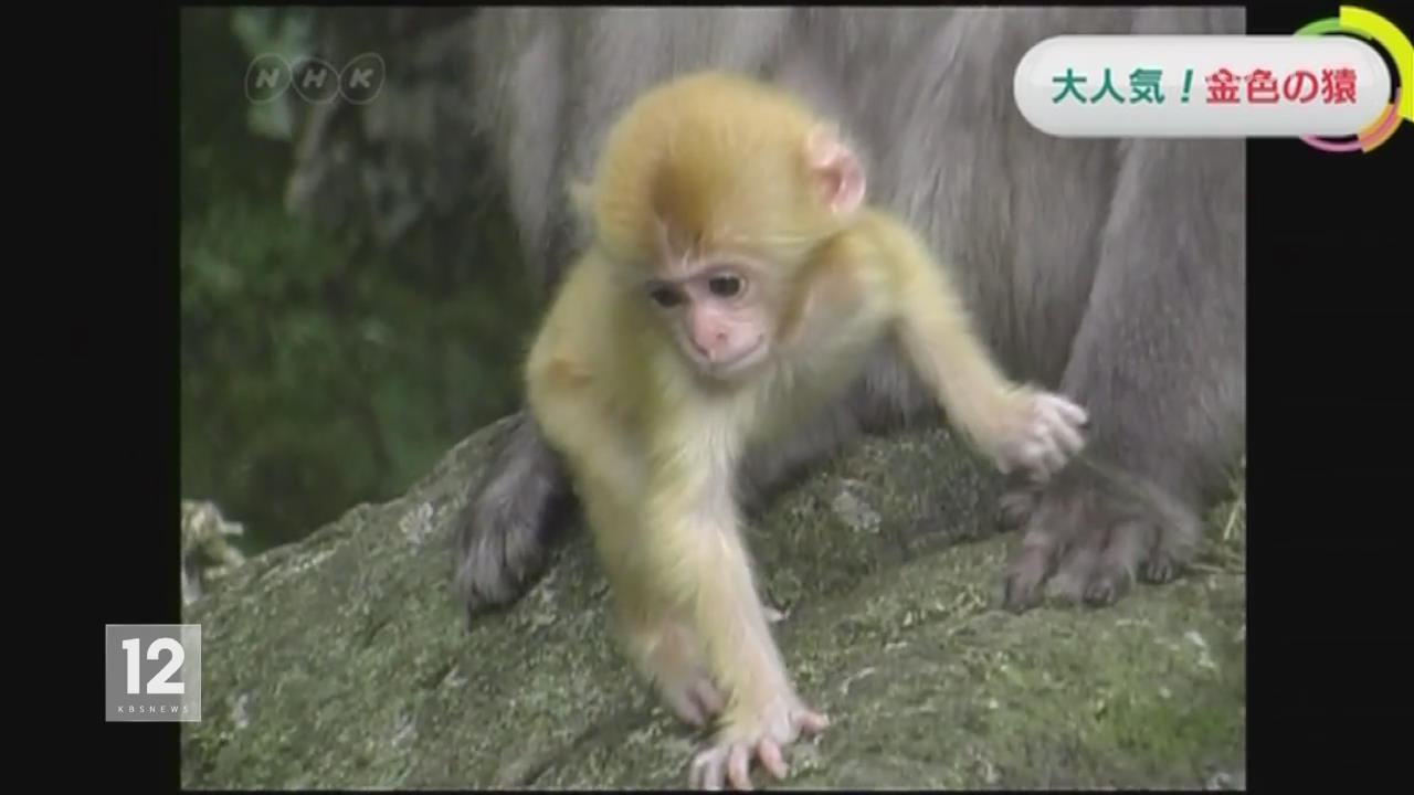 일본, 행운을 드려요…‘황금색’ 원숭이