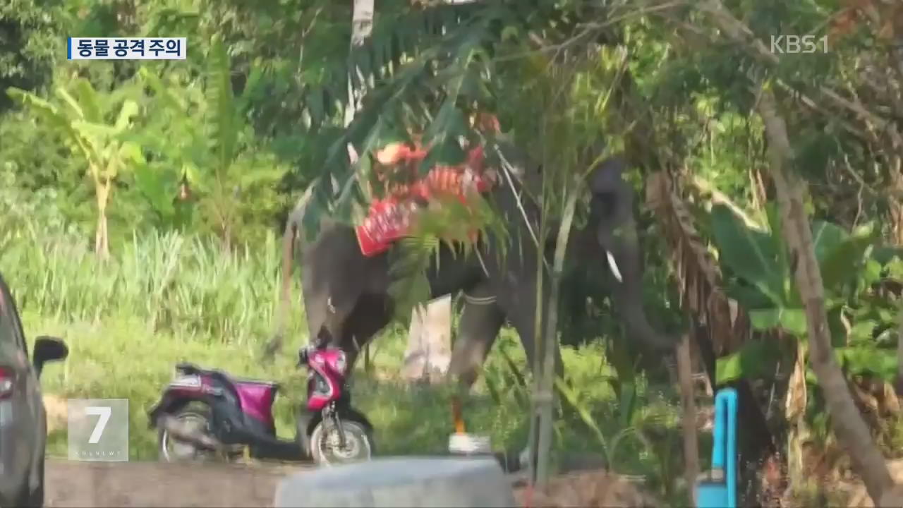 태국서 관광객 코끼리에 밟혀 사망…동물 공격 주의