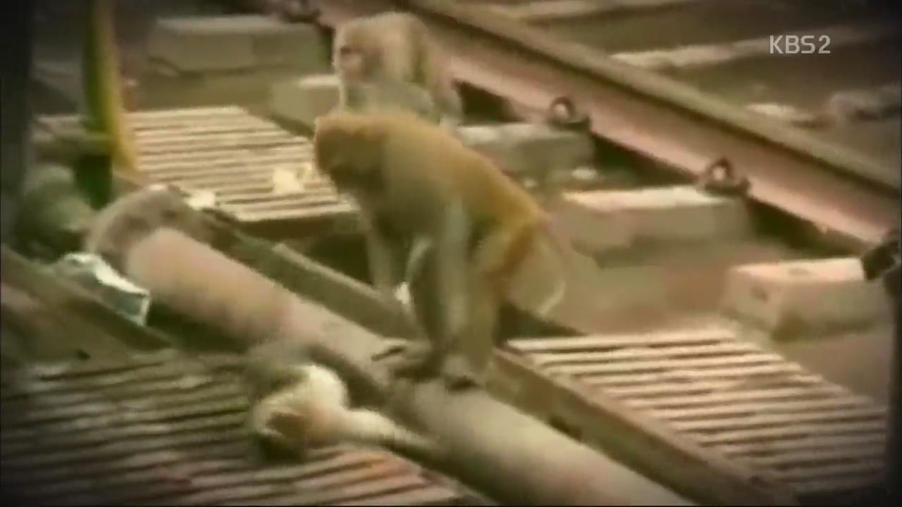 [핫 클릭] “제발, 죽지 마~” 원숭이의 진한 우정