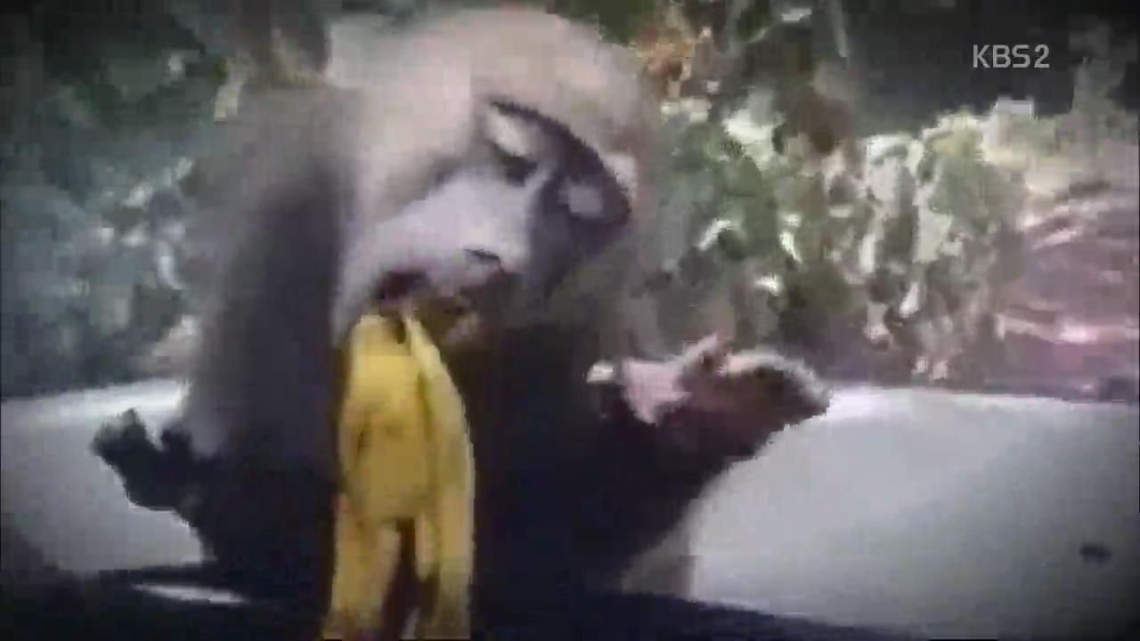 [핫 클릭] “가깝고도 먼 당신~” 바나나를 위한 ‘사투’