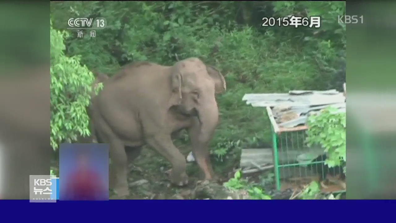 中, 야생 아시아 코끼리 난입 …피해 잇따라