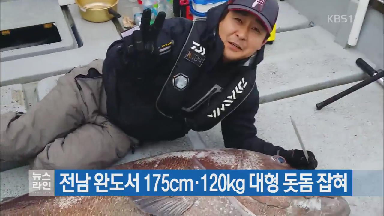 전남 완도서 175cm·120kg 대형 돗돔 잡혀
