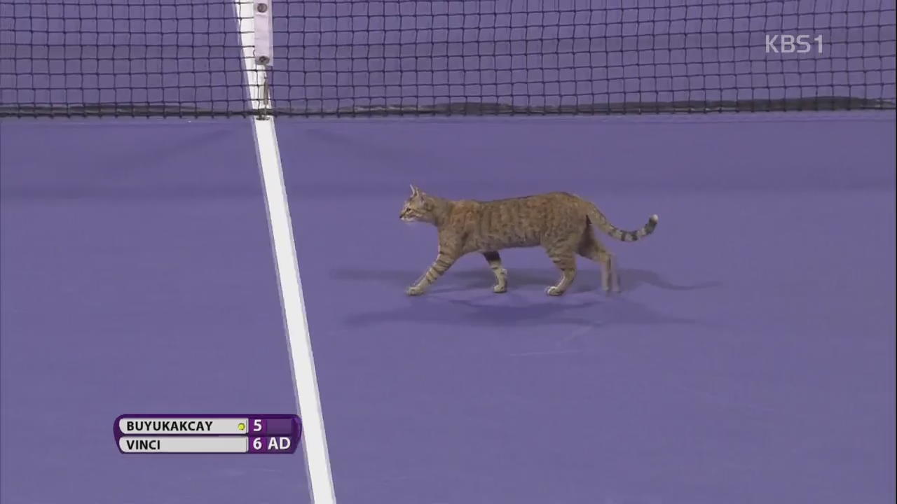 [오늘의 영상] 고양이의 도도한 ‘테니스 코트 런웨이’