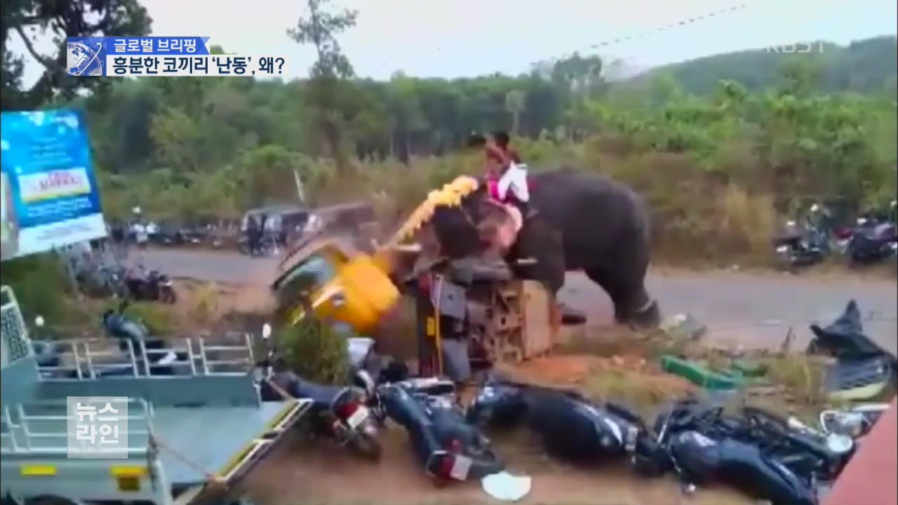 [글로벌 브리핑] ‘축제 코끼리’ 차량 부수며 난동