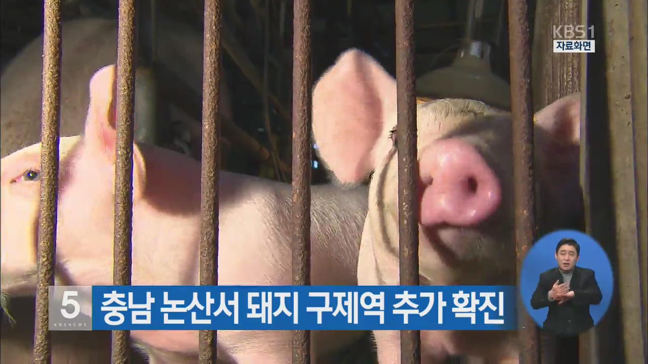 충남 논산서 돼지 구제역 추가 확진