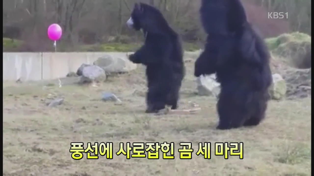 [세상의 창] 풍선에 사로잡힌 곰 세 마리
