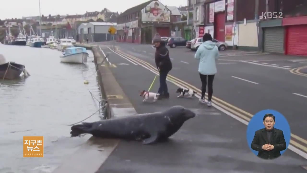 [지구촌 생생영상] 아일랜드 항구 마을에 나타난 바다표범