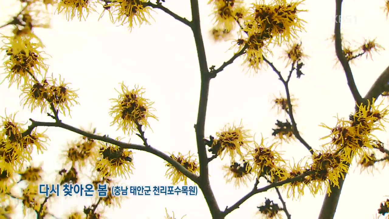 [뉴스광장 영상] 다시 찾아온 봄