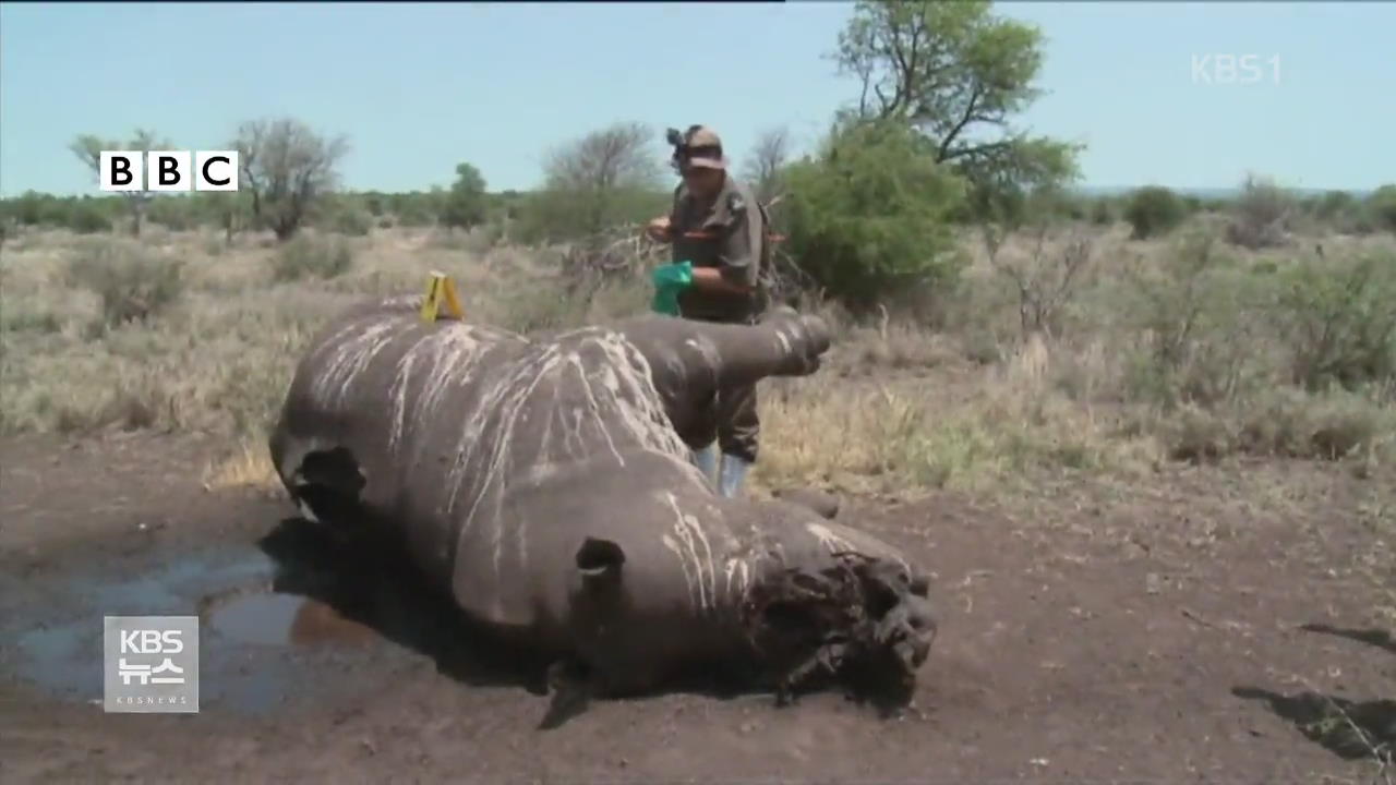 아프리카 코뿔소 밀렵 기승