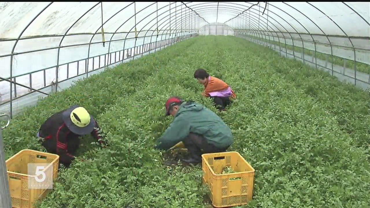 입맛 돋우는 안동 ‘불미나리’ 첫 수확