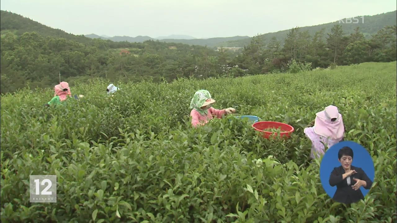 커피에 밀린 녹차의 변신…변화로 활로 모색