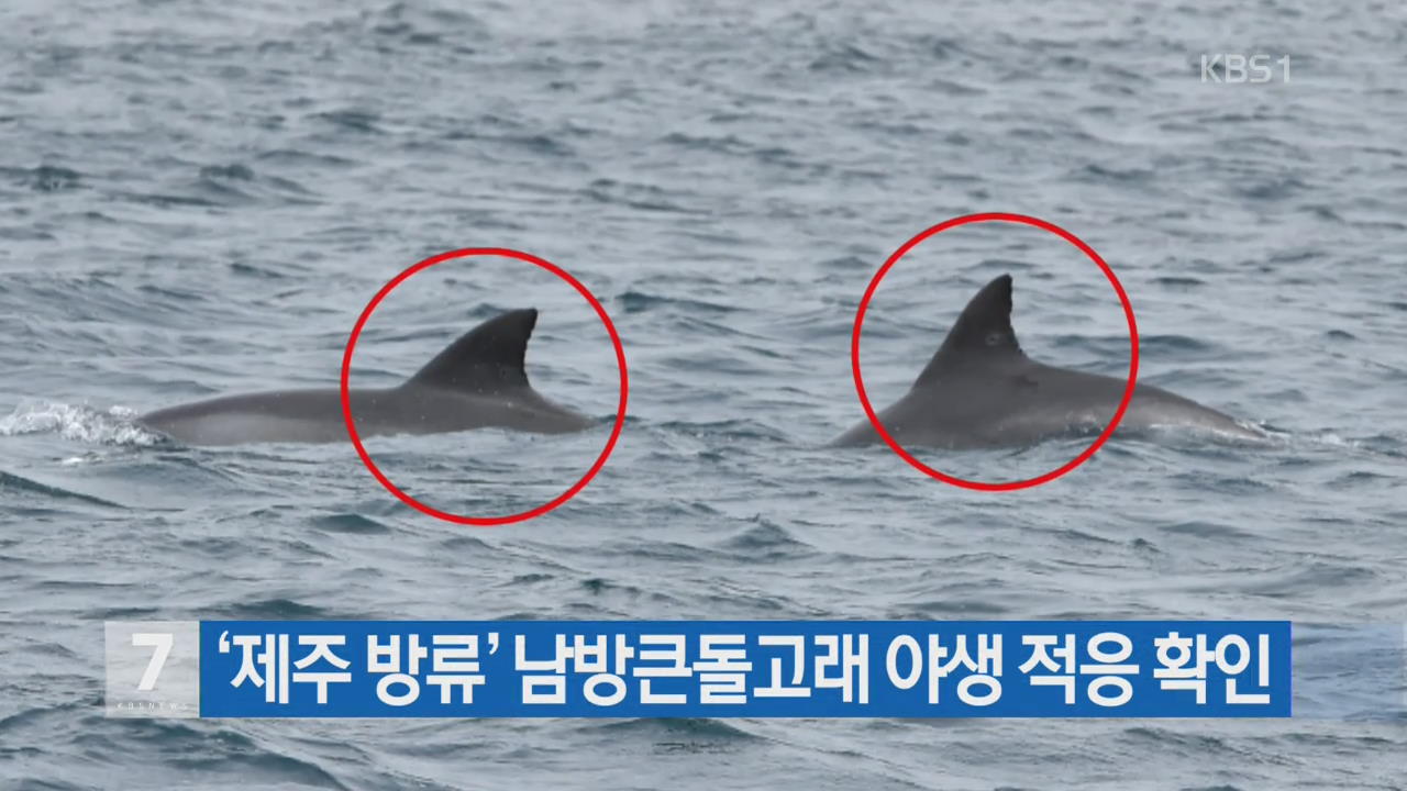 ‘제주 방류’ 남방큰돌고래 야생 적응 확인