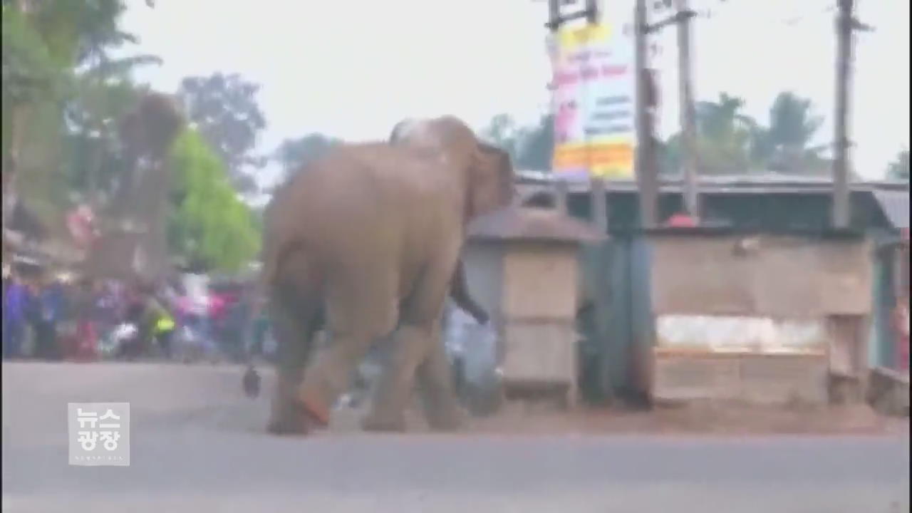 [지금 세계는] 코끼리 공격으로 주민 5명 사망…민가 공격 잇따라