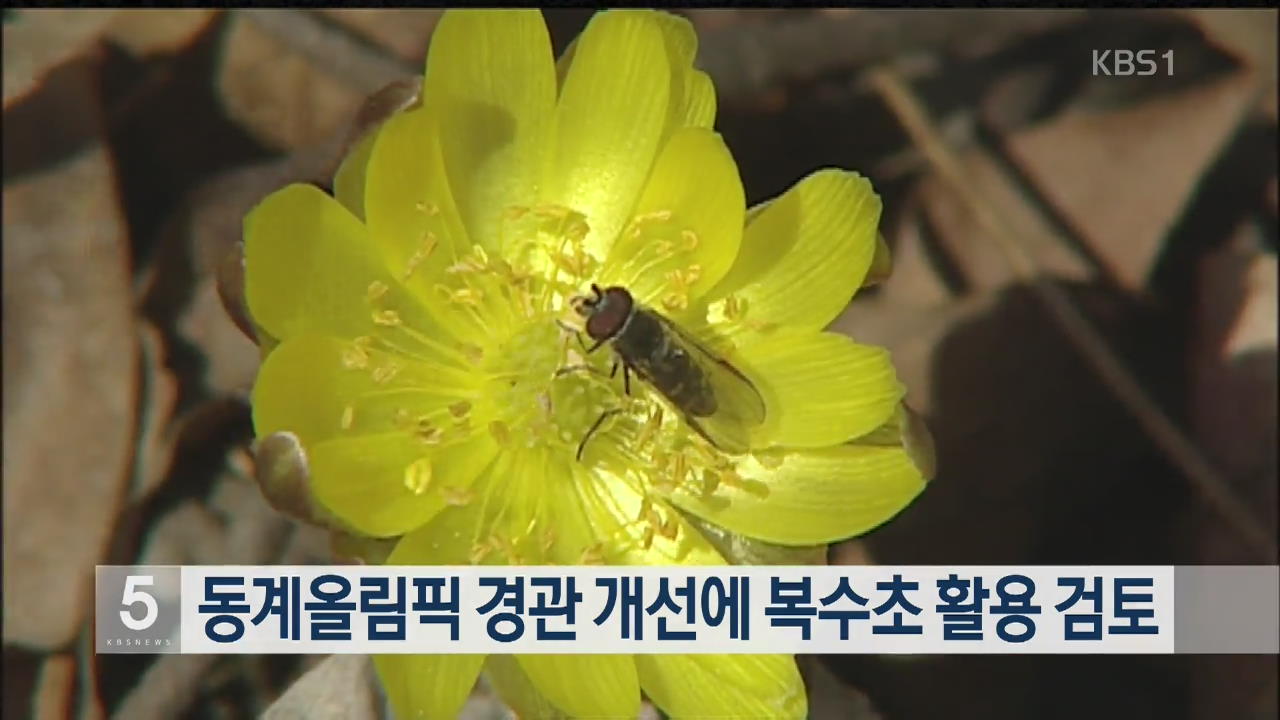 동계올림픽 경관 개선에 복수초 활용 검토