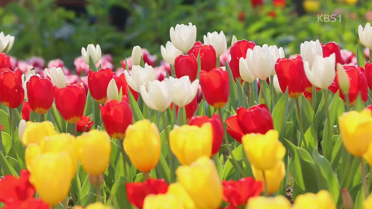 [뉴스광장 영상] 봄 햇살과 튤립 정원