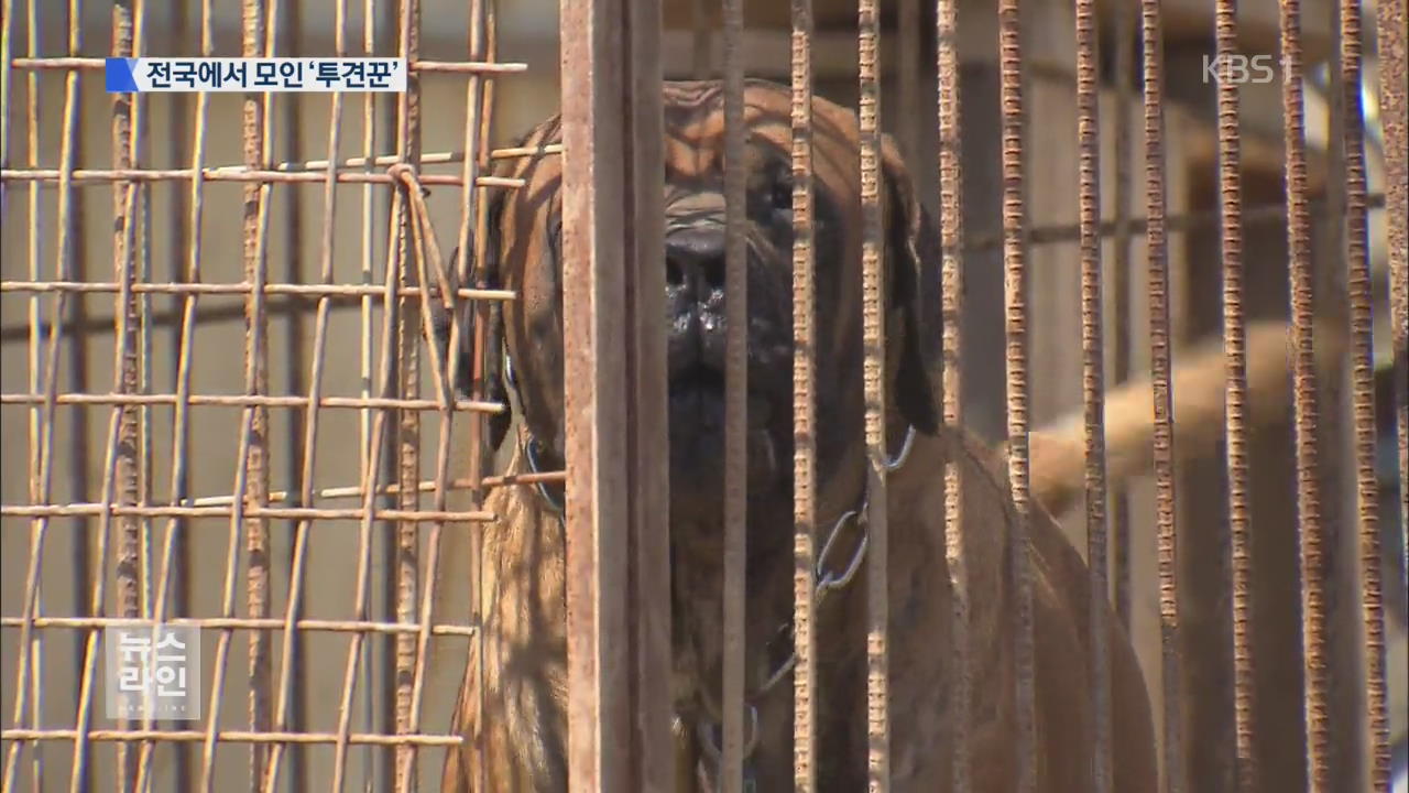 판돈 1천만 원 투견 도박단 적발