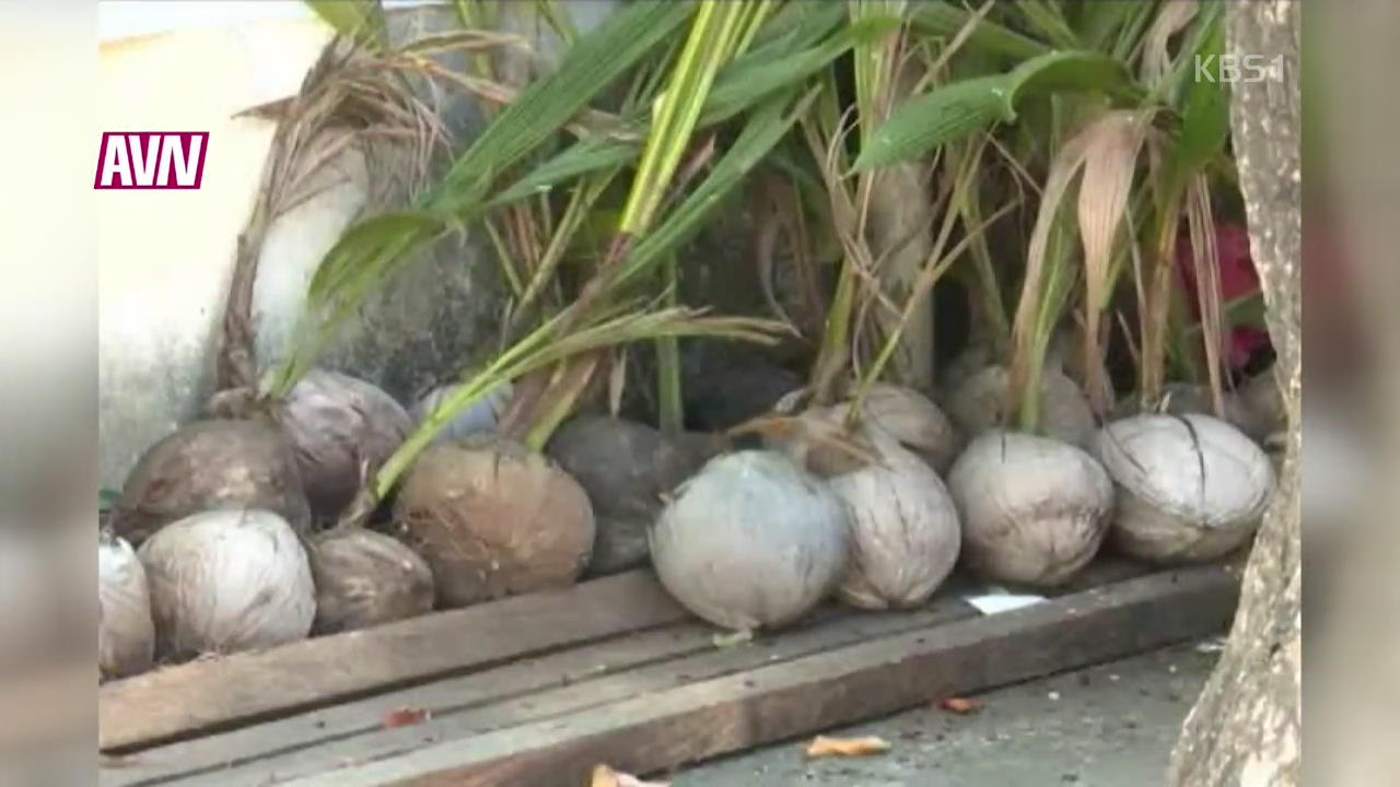 엘니뇨 여파 ‘필리핀 코코넛’ 수확 ↓·가격 ↑