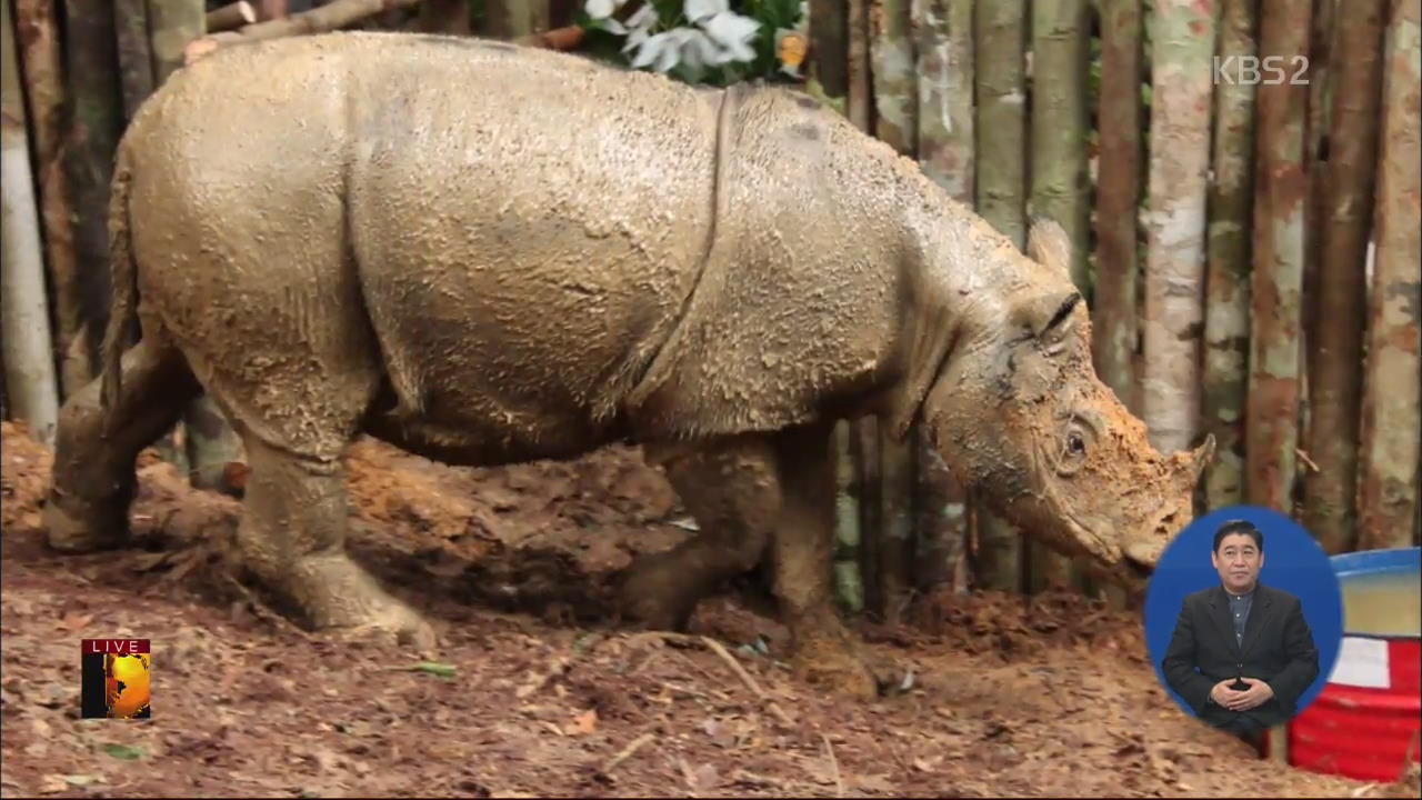 [글로벌24 브리핑] 멸종 직전 수마트라 코뿔소 발견