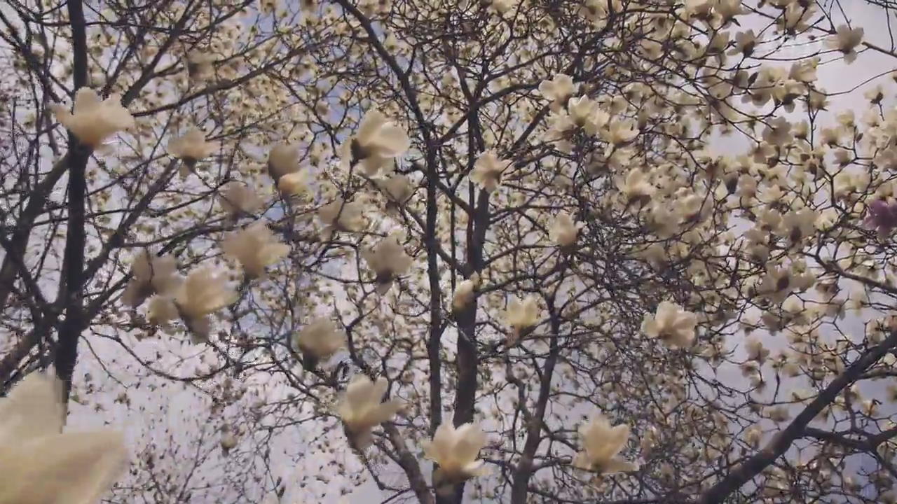 [뉴스광장 영상] 봄 꽃 향기