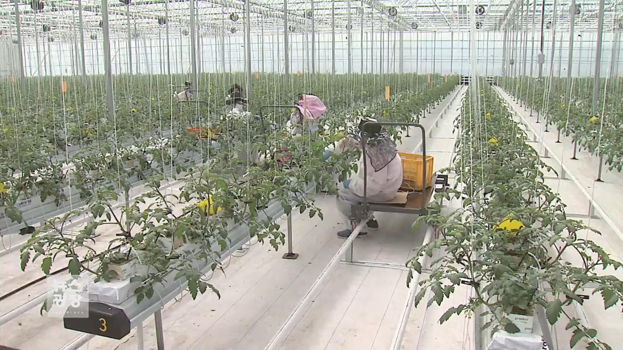 토마토 농사도 짓는 인공지능